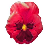 pansy_red_hr.jpg