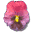 pansy_purple_tw.gif