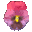 pansy_purple_tc.gif