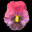 pansy_purple_tb.gif