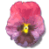 pansy_purple_sw.gif