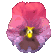 pansy_purple_sc.gif