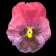 pansy_purple_sb.gif