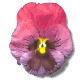 pansy_purple_mw.gif