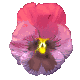 pansy_purple_mc.gif