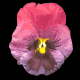 pansy_purple_mb.gif
