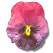 pansy_purple_lw.gif