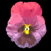 pansy_purple_lc.gif