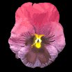 pansy_purple_lb.gif