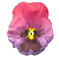 pansy_purple_hr.jpg