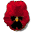pansy_burgundy_tw.gif