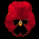pansy_burgundy_sb.gif