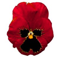 pansy_burgundy_hr.jpg