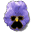 pansy_blue_tw.gif