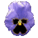 pansy_blue_sc.gif