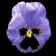 pansy_blue_sb.gif