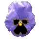 pansy_blue_mc.gif