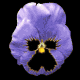 pansy_blue_mb.gif