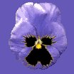 pansy_blue_lc.gif
