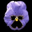 pansy_blue_lb.gif