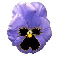 pansy_blue_hr.jpg