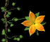 flower_openclose_sb.gif