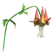 columbine2_sw.gif
