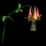 columbine2_lb.gif