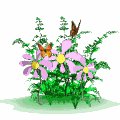 butterflies_flowers_lw.gif