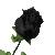 black_rose_sc.gif