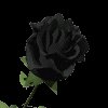 black_rose_mc.gif