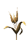 wheat_wave_sc.gif