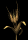 wheat_wave_sb.gif