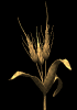 wheat_wave_mb.gif