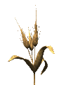 wheat_wave_lc.gif