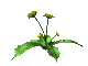 dandilion_wave_sc.gif