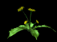 dandilion_wave_sb.gif
