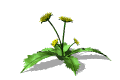 dandilion_wave_mw.gif