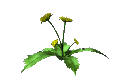 dandilion_wave_mc.gif