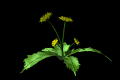 dandilion_wave_mb.gif