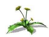 dandilion_wave_lw.gif