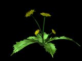 dandilion_wave_lb.gif