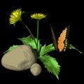 dandilion_butterfly_mb.gif