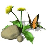 dandilion_butterfly_lw.gif