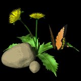 dandilion_butterfly_lb.gif