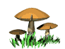 dance_mushroom_mw.gif