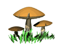 dance_mushroom_lw.gif