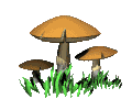 dance_mushroom_lc.gif