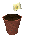 plant_pot_dirt_seeding_tc.gif