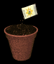 plant_pot_dirt_seeding_sb.gif